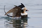 IMG_8058-web * Long-tailed Duck; Homer, AK * Long-tailed Duck; Homer, AK