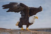 IMG_8278-web * Bald Eagle; Homer, AK * Bald Eagle; Homer, AK