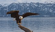 IMG_8349-web * Bald Eagle; Homer, AK * Bald Eagle; Homer, AK