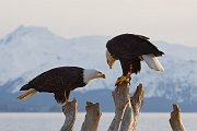 IMG_8491-web * Bald Eagle; Homer, AK * Bald Eagle; Homer, AK