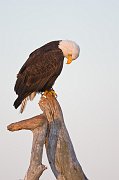 IMG_9151-web * Bald Eagle; Homer, AK * Bald Eagle; Homer, AK
