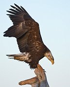 IMG_9456-web * Bald Eagle; Homer, AK * Bald Eagle; Homer, AK