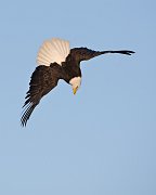 IMG_9627-web * Bald Eagle; Homer, AK * Bald Eagle; Homer, AK
