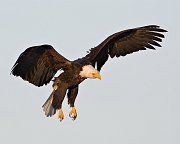 IMG_9694-web * Bald Eagle; Homer, AK * Bald Eagle; Homer, AK