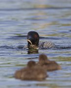 A3L0399-web * STL Loons and More Workshop * STL Loons and More Workshop * 647 x 800 * (167KB)