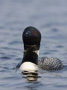 A3L1417-web * STL Loons and More Workshop * STL Loons and More Workshop * 600 x 800 * (199KB)