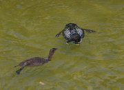 A3L1525-web * STL Loons and More Workshop * STL Loons and More Workshop * 1050 x 767 * (317KB)