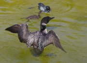 A3L1594-web * STL Loons and More Workshop * STL Loons and More Workshop * 1050 x 768 * (432KB)