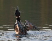 A3L2180-web * STL Loons and More Workshop * STL Loons and More Workshop * 1000 x 800 * (323KB)