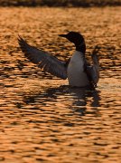 A3L2215-alt-web * STL Loons and More Workshop * STL Loons and More Workshop * 596 x 800 * (258KB)