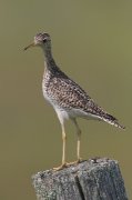 IMG_0025-web * Upland Sandpiper; Pellston, MI.  On the way to the workshop, I made a detour to find these birds near the Pellston Airport. * Upland Sandpiper; Pellston, MI.  On the way to the workshop, I made a detour to find these birds near the Pellston Airport. * 533 x 800 * (221KB)