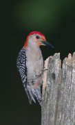 IMG_0069-web * Red-bellied Woodpecker * Red-bellied Woodpecker * 487 x 800 * (258KB)