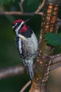 IMG_0108-web * Yellow-bellied Sapsucker; Bob Peltz's (maker of KwikCamo  blinds) had a gorgeous feeder setup which provided many opportunities for feeder images on our shifts off the boat. * Yellow-bellied Sapsucker; Bob Peltz's (maker of KwikCamo  blinds) had a gorgeous feeder setup which provided many opportunities for feeder images on our shifts off the boat. * 535 x 800 * (169KB)
