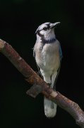 IMG_1030-web * Blue Jay * Blue Jay * 531 x 800 * (203KB)