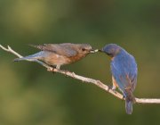 IMG_1813-web * Eastern Bluebird * Eastern Bluebird * 1024 x 800 * (176KB)