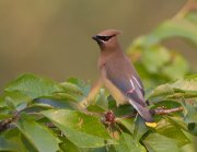 IMG_1824-web * Cedar Waxwing * Cedar Waxwing * 1050 x 816 * (250KB)