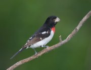 IMG_1930-web * Rose-breasted Grosbeak (male) * Rose-breasted Grosbeak (male) * 1022 x 800 * (181KB)