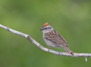 IMG_2021-web * Chipping Sparrow * Chipping Sparrow * 1050 x 787 * (179KB)