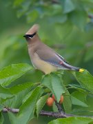 IMG_2042-web * Cedar Waxwing * Cedar Waxwing * 600 x 800 * (171KB)