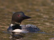 IMG_2418-web * STL Loons and More Workshop * STL Loons and More Workshop * 1050 x 787 * (238KB)