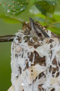IMG_2578 * Red-eyed Vireo nest at NettieBay Lodge * Red-eyed Vireo nest at NettieBay Lodge * 533 x 800 * (216KB)