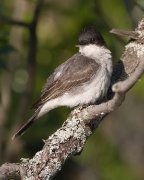 IMG_2920-web * Eastern Kingbird.  On returning to Traverse City, I found a nesting pair on Bass Lake. * Eastern Kingbird.  On returning to Traverse City, I found a nesting pair on Bass Lake. * 640 x 800 * (247KB)