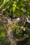 IMG_3030-web * Eastern Kingbird * Eastern Kingbird * 533 x 800 * (279KB)