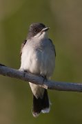 IMG_3123-web * Eastern Kingbird * Eastern Kingbird * 533 x 800 * (153KB)