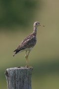 IMG_9983-web * Upland Sandpiper; Pellston, MI * Upland Sandpiper; Pellston, MI * 533 x 800 * (203KB)