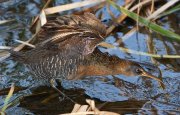 IMG_0087-c1-alt4-web * Clapper Rail; South Padre Island Convention Center. * 1050 x 672 * (345KB)