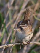 IMG_0111-web * Marsh Wren; South Padre Island Convention Center. * 600 x 800 * (173KB)