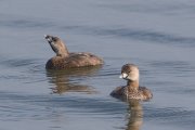 IMG_0153-web * Pied-billed Grebe; South Padre Island Convention Center. * 1050 x 700 * (221KB)