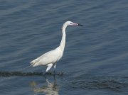 IMG_0234-c1-web * Reddish Egret (white morph); South Padre Island Convention Center. * 1050 x 787 * (358KB)