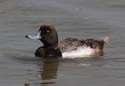 IMG_0266-c1-web * Greater Scaup; South Padre Island Convention Center. * 1050 x 725 * (204KB)