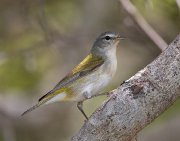 IMG_0455-c1-web * Tennessee Warbler; South Padre Island Thicket. * 1020 x 800 * (284KB)