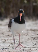 IMG_0494-c1-web * American Oystercatcher; South Padre Island Mudflats. * 591 x 800 * (150KB)