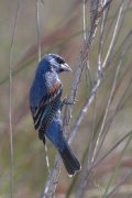 IMG_0550-c1-web * Blue Grosbeak; South Padre Island Convention Center. * 535 x 800 * (213KB)