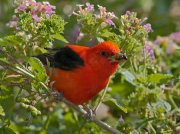 IMG_0564-prophotoRGB-alt2-web * Scarlet Tanager; South Padre Island Convention Center. * 1050 x 787 * (366KB)