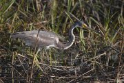 IMG_0663-c1-web * Tricolored Heron; South Padre Island Convention Center. * 1050 x 708 * (391KB)