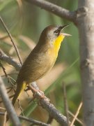 IMG_0739-web * Grey-crowned Yellowthroat; Sabal Palm Grove Sanctuary. * 600 x 800 * (246KB)