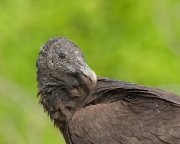 IMG_0769-web * Black Vulture; Sabal Palm Grove Sanctuary. * 1000 x 800 * (400KB)