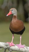 IMG_0816-c1-web * Black-bellied Whistling Duck; Sabal Palm Grove Sanctuary. * 451 x 800 * (254KB)