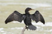 IMG_0859-c1-web * Neotropic Cormorant; Sabal Palm Sanctuary. * 1050 x 700 * (292KB)