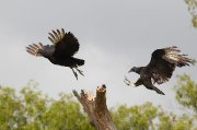 IMG_0868-c1-web * Black Vultures -- who rules the roost?  Sabal Palm Grove Sanctuary. * 1050 x 695 * (206KB)