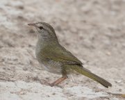 IMG_0874_alt-web * Olive Sparrow; Sabal Palm Grove Sanctuary. * 1000 x 800 * (254KB)