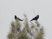 IMG_0885-web * Tamaulipas Crows; Utah Street, Brownsville. * 1050 x 788 * (273KB)
