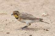 IMG_0933-c1-web * Horned Lark; Old Port Isabel Road. * 1050 x 700 * (266KB)
