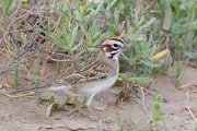 IMG_0963-web * Lark Sparrow; Old Port Isabel Road. * 1050 x 700 * (357KB)