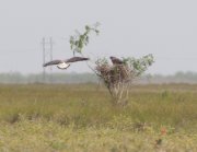 IMG_1007-web * White-tailed Hawks nesting; Old Port Isabel Road. * 1035 x 800 * (211KB)