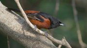 IMG_1066-web * Orchard Oriole; South Padre Island Thicket. * 1050 x 589 * (210KB)